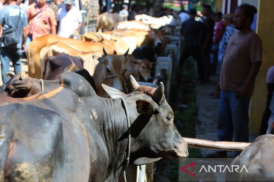 FOTO - Ketersediaan hewan kurban di Aceh