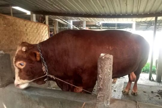 Dinkannak  Banyumas masifkan pantauan kesehatan hewan kurban