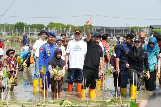 PLN tanam 4.000 mangrove di Brebes