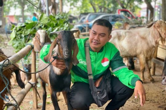 Grab bagikan ratusan kambing kurban kepada mitra pengemudi
