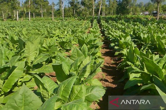 Bupati Temanggung minta petani jaga kualitas tembakau