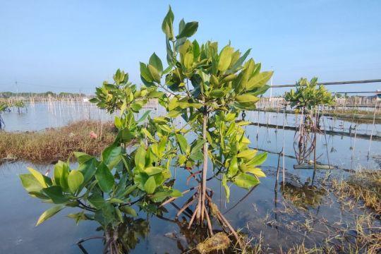PLN dukung upaya Agus tanam mangrove cegah abrasi Pantai Randusanga