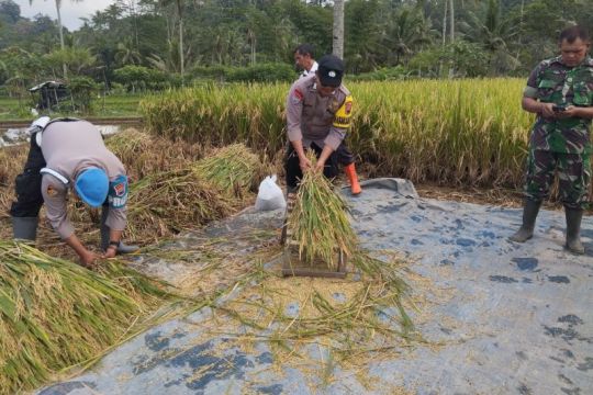 Polsek Selomerto Wonosobo dukung panen raya padi di Simbarejo