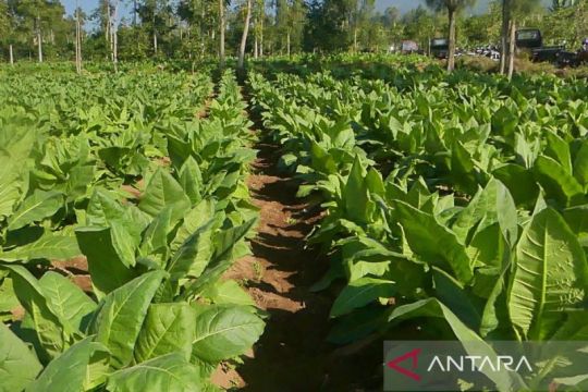 PT Gudang Garam sementara tidak membeli tembakau dari Temanggung