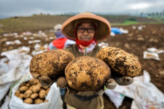 Musim panen kentang di Batu