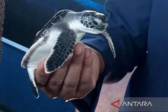 Pertamina  Patra Niaga dukung program konservasi penyu di Cilacap