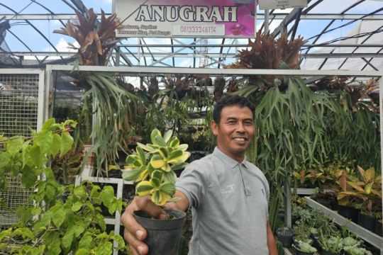 Kisah klaster usaha tanaman hias binaan BRI