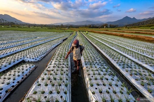 Upaya petani bawang merah antisipasi kemarau basah