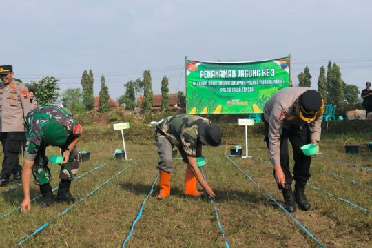 Polres  Purbalingga tanam jagung di sawah dukung swasembada pangan