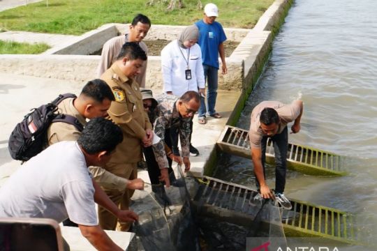 LKBN ANTARA - Pemkab Samosir tebar ribuan bibit ikan di Danau Toba
