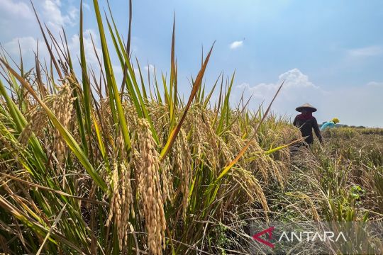 Pemkab Kapuas anggarkan Rp50 miliar untuk infrastruktur penunjang pertanian