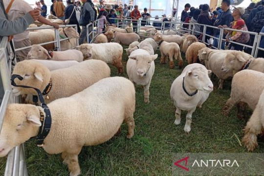 Festival Domba Batur ramaikan DCF 2025 di Dieng