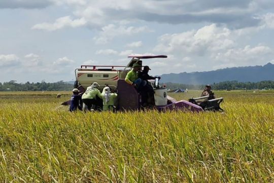 Dispertan optimistis  Cilacap tetap surplus beras pada tahun 2025