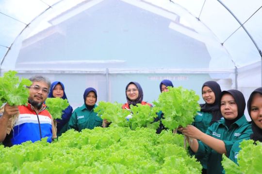 Kilang Cilacap kembangkan hidroponik untuk dukung ketahanan pangan
