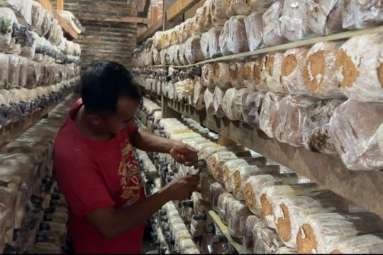 UMS bantu warga Klaten sulap limbah kayu jadi usaha jamur tiram