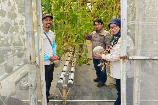 Unsoed dukung  pengembangan budi daya melon hidroponik berbasis IoT