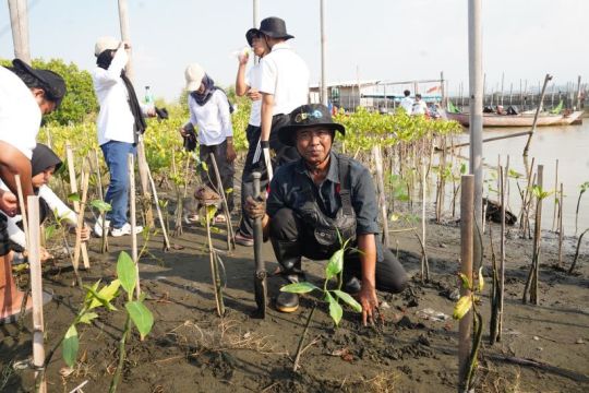 Kasno dan Komunitas Mangrove Semarang, jaga pesisir dari gempuran abrasi