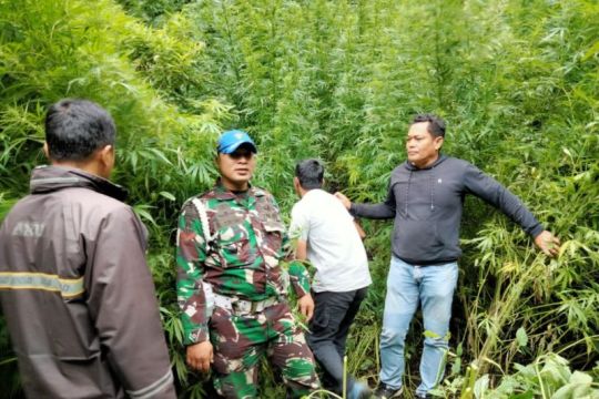 Kodim 0205/TK temukan ladang ganja di Hutan Sibuatan, pemilik belum ditemukan