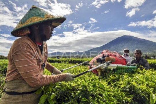 Wangi emas hijau dari kaki Gunung Kerinci