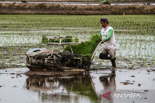 Target cetak sawah di Kalimantan Tengah
