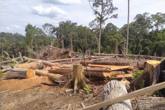 Kemenhut kuasai 7.755 ha hutan Seblat hingga musnahkan 16 ribu sawit Ilegal