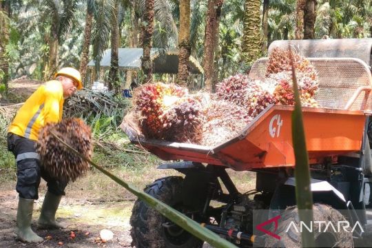 Upah Minimum Provinsi Kalimantan Tengah 2026 mengalami kenaikan