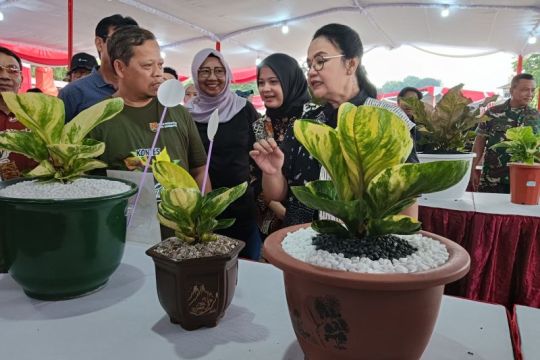 Ratusan kolektor tanaman hias ramaikan kontes di Semarang