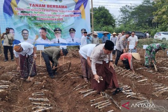 Kudus siap dukung program swasembada gula 2027 dengan bongkar ratoon 247 hektare