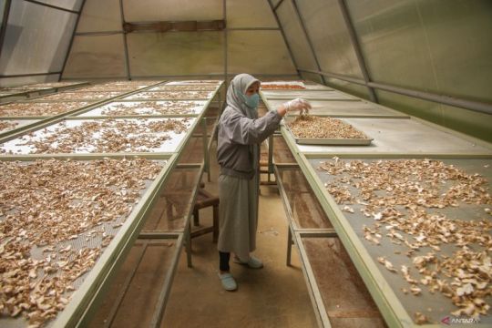 Pengolahan simplisia rempah