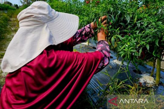 Bupati Natuna ajak petani naikkan produksi pangan demi mendukung MBG