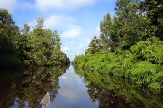 Produktivitas perairan ekstrem Kalimantan ungkap keunikan ekosistem tropis