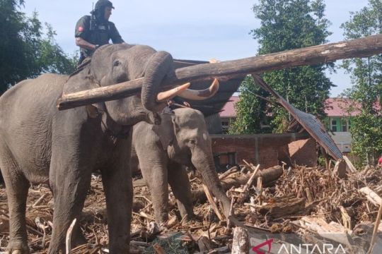BKSDA kerahkan gajah, bantu bersihkan puing kayu pascabencana Aceh