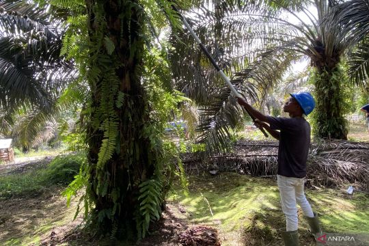 TAPG perkuat pemberdayaan petani sawit lewat skema plasma satu atap di Sukamara