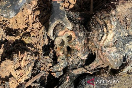 Relawan temukan Orangutan Tapanuli mati saat operasi SAR banjir dan longsor di Tapsel--Tapteng