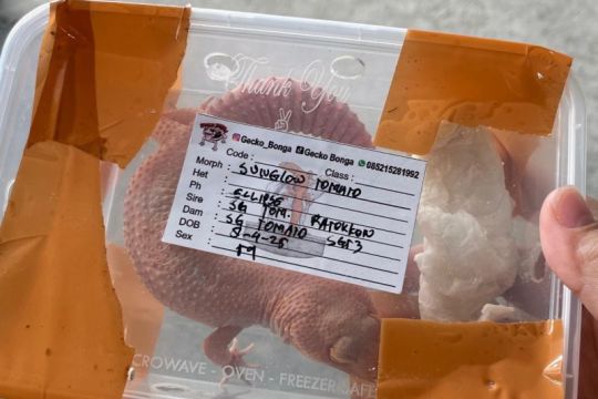 Karantina Papua gagalkan pengiriman Kadal Gecko