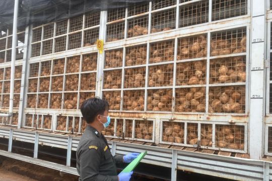 Barantin Kepri fasilitasi ekspor 129,4 ton santan kelapa beku