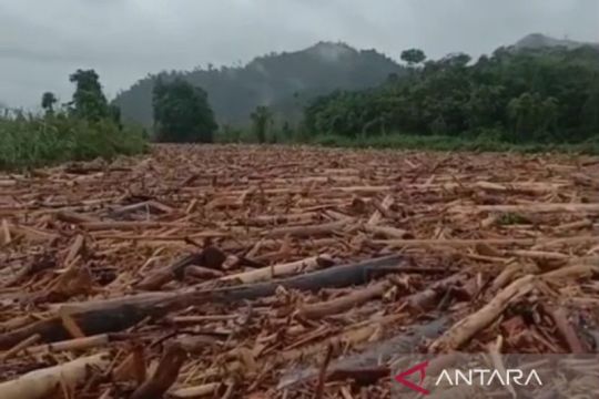 Jutaan kubik kayu gelondongan sumbat aliran air Sungai Batang Toru arah ke laut