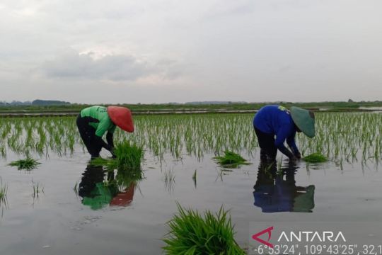Batang manfaatkan 530,2 ha lahan terdampak rob untuk padi Biosalin