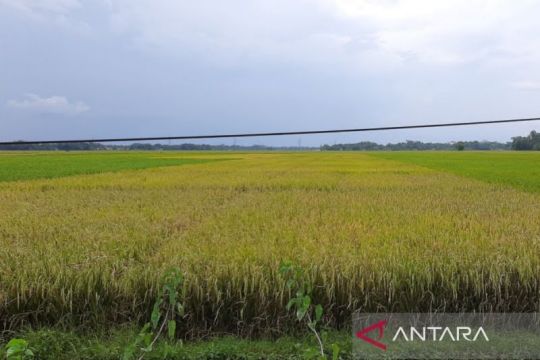 Cilacap pastikan alokasi pupuk subsidi 2026 cukupi kebutuhan petani