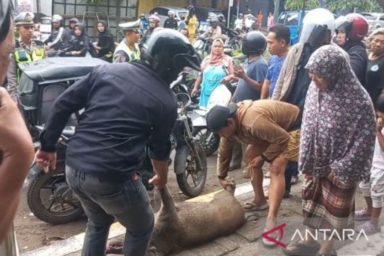 Padangsidimpuan heboh! Babi Hutan "touring pagi" berakhir di Jalan Sudirman