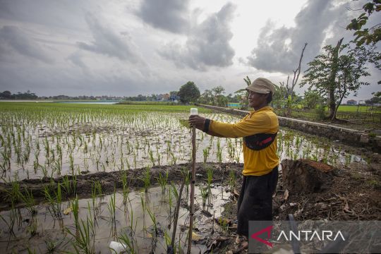 Petani pasang aliran listrik untuk basmi tikus