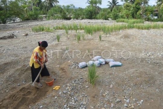 Kementan siapkan anggaran pemulihan sawah rusak akibat bencana