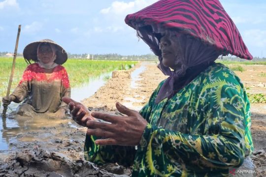 Ketika sawah mulai hijau lagi setelah bencana Aceh