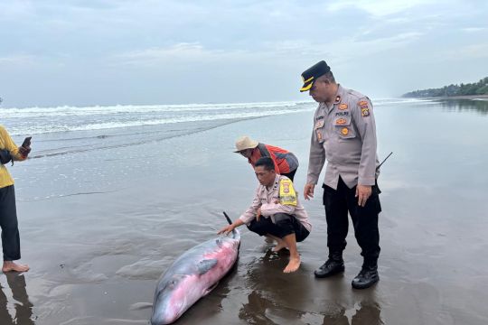Polisi bersama aktivis selamatkan Paus Sperma terdampar di Pantai Jembrana