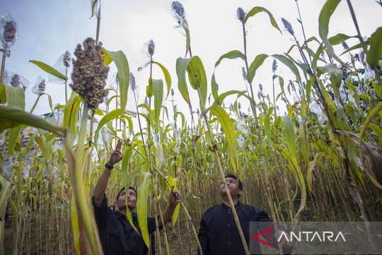 Panen raya sorgum di Plumbon Cirebon jadi bukti Jawa Barat siap guncang ketahanan pangan 2026