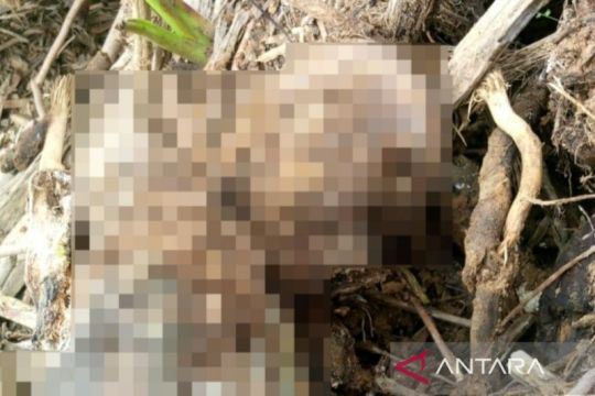 Kerangka diduga korban banjir Garoga ditemukan di Pinggir Sungai Batangtoru