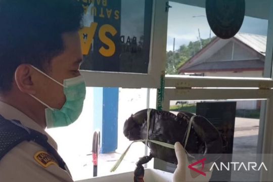 BKHIT Maluku awasi pengiriman 540 kepiting bakau tujuan Jakarta