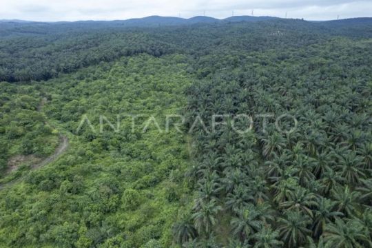 Alih fungsi hutan produksi konversi di Jambi