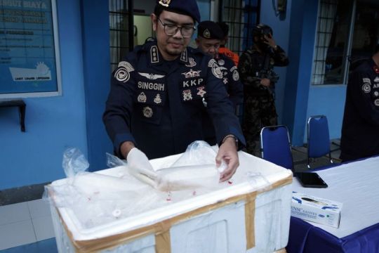 PSDKP Pesawaran gagalkan penyelundupan benih lobster