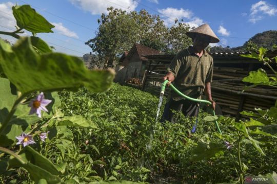 Petani ubah pola tanam hadapi musim kemarau